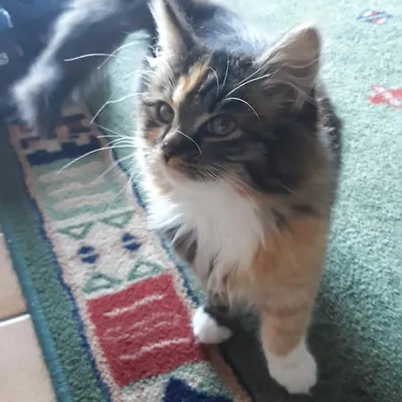 Ausserlechner * Kartitsch