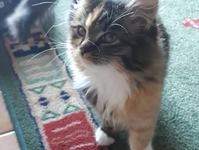 Ausserlechner * Kartitsch